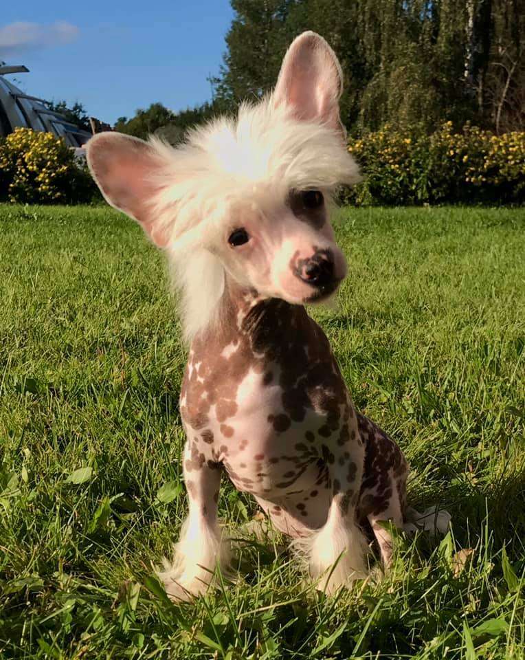 Ksolo Club Desert Wind