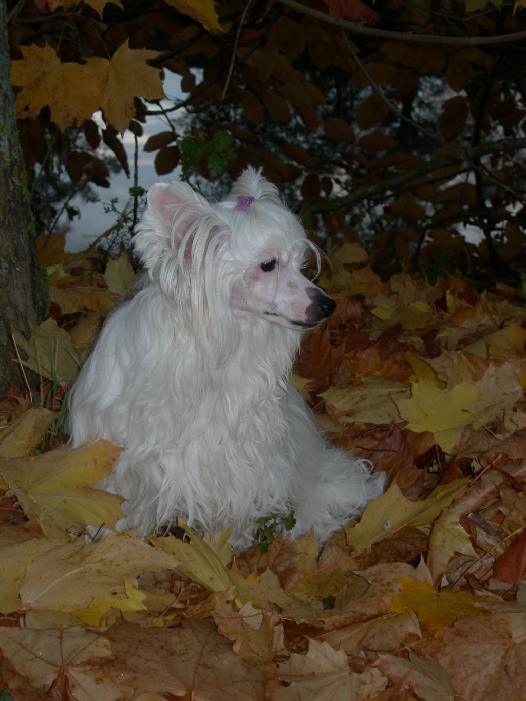 First Melodie de l'Orée des Rêves