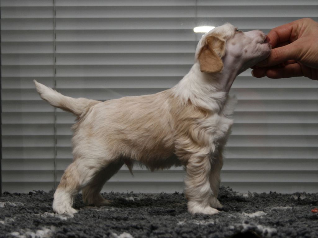 Crestiny's Groovy Dude