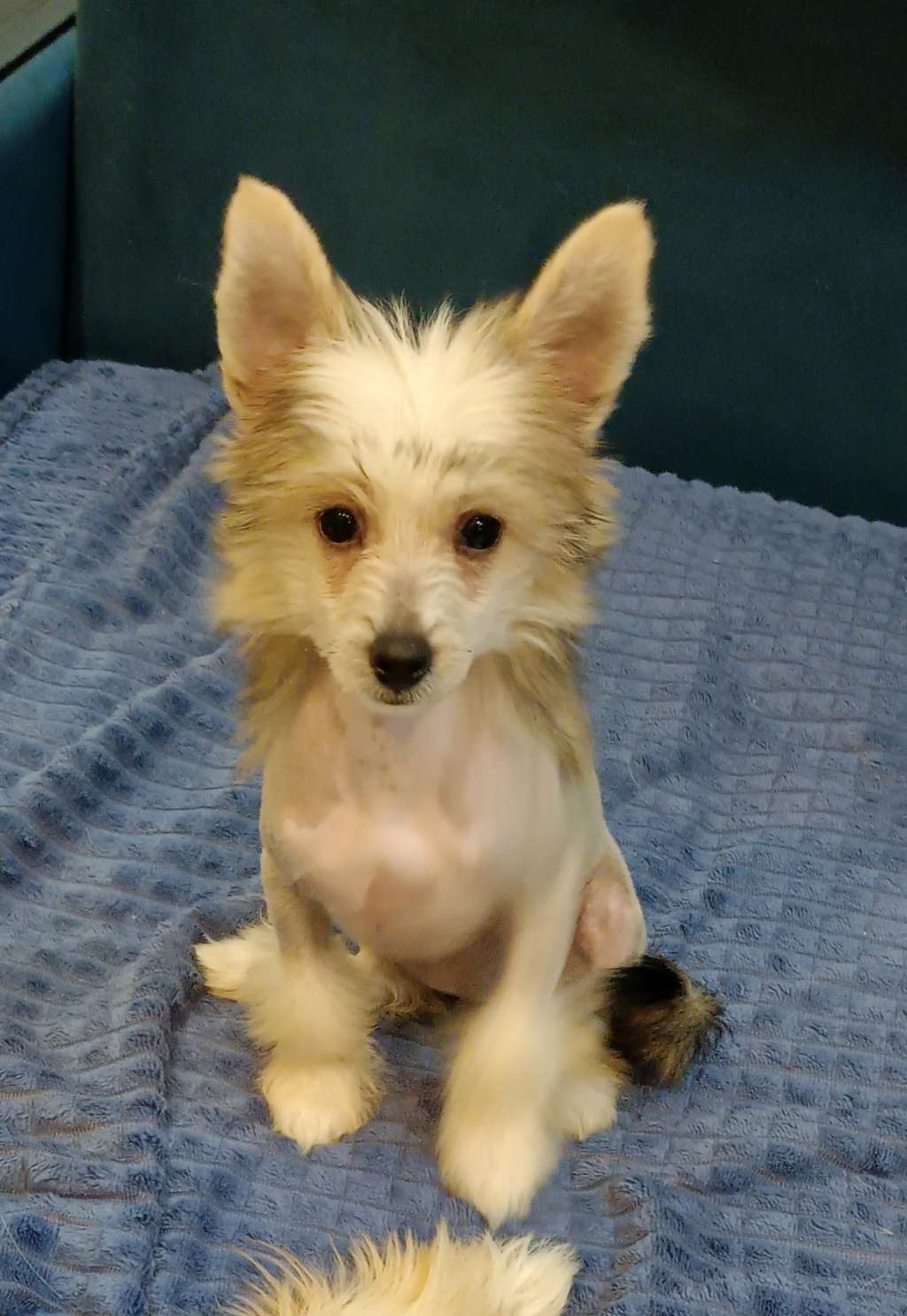 Free Fire Celebration for Ilatani Style