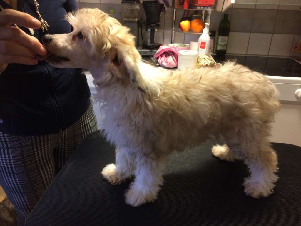 Ying Yang's Eagle Has Landed