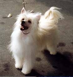 Jewels The Great Pumpkin