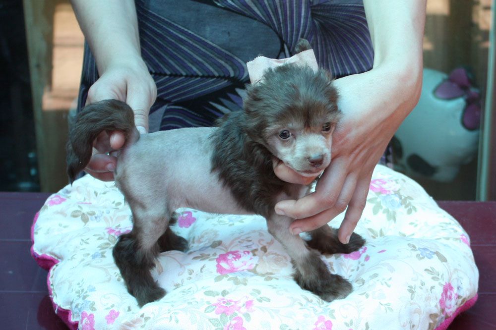 Vellar Pljus Shokoladnaya Zhemchyuzhina