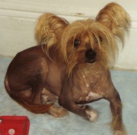 Eric's Gingery Wizard Of Oz