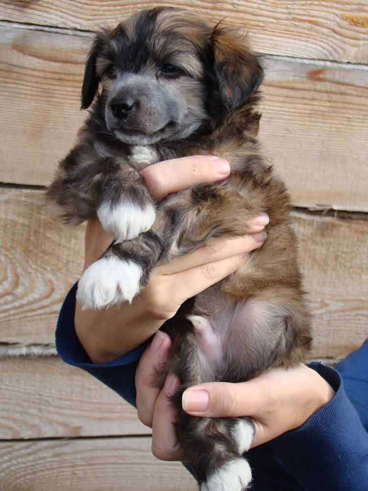 Kristal Yaniry Skiper