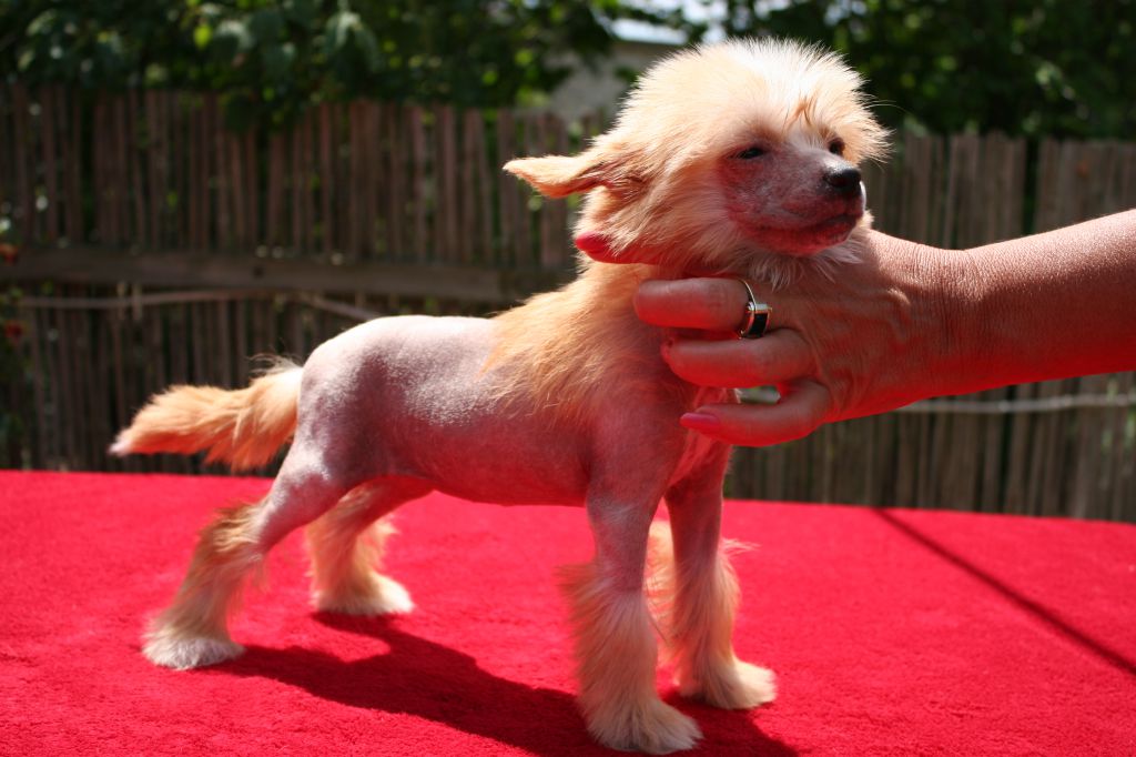 Kaffi, Creamy Cheescake deFageiro