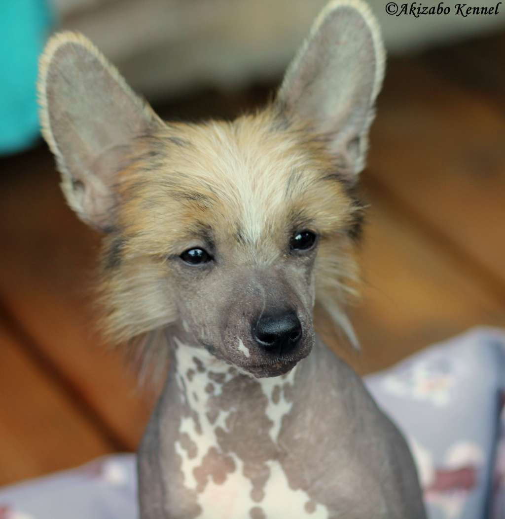 Louis Vuitton Insolite Familier