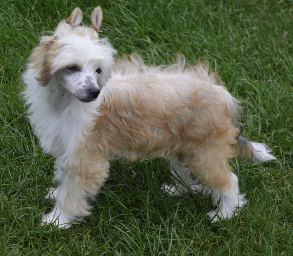 Amarige von Shinbashi