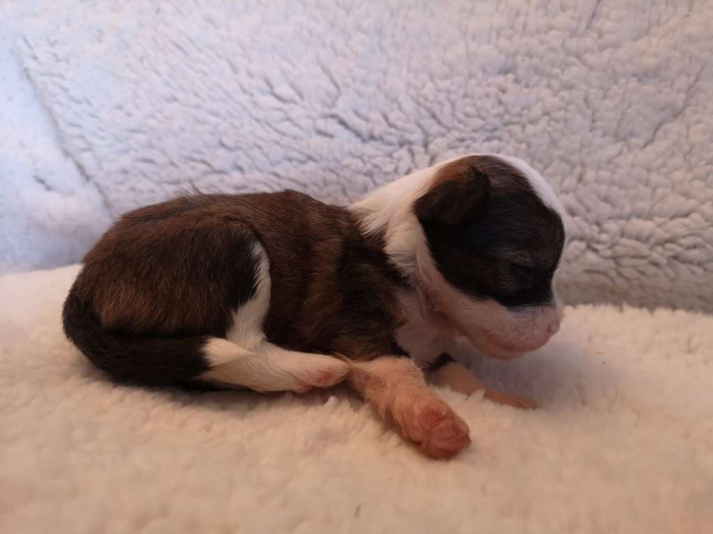 Moon Harbour Pablita