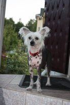 Vellar Pljus Pepsi Kola