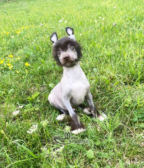 Muso Grazioso Karlsson