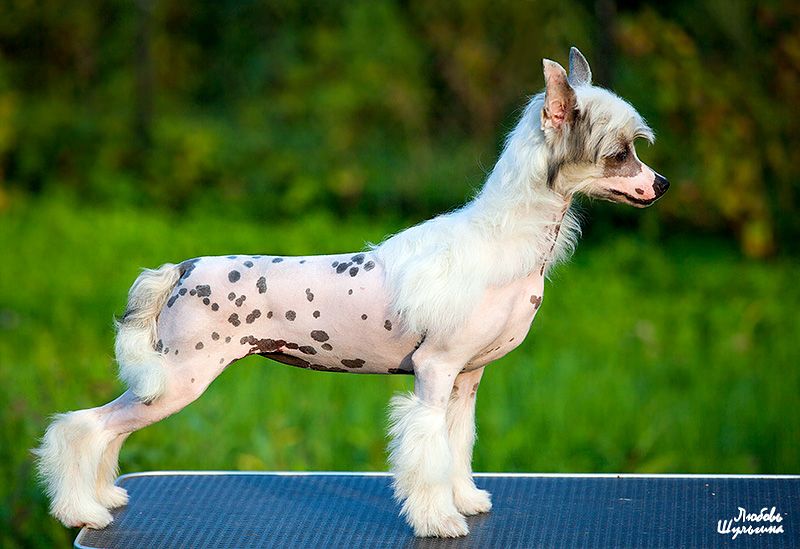 Olegro Katrin Donna Karan