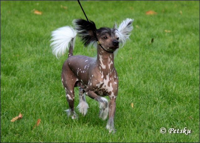 Zorrazo I'm Mr Jones 