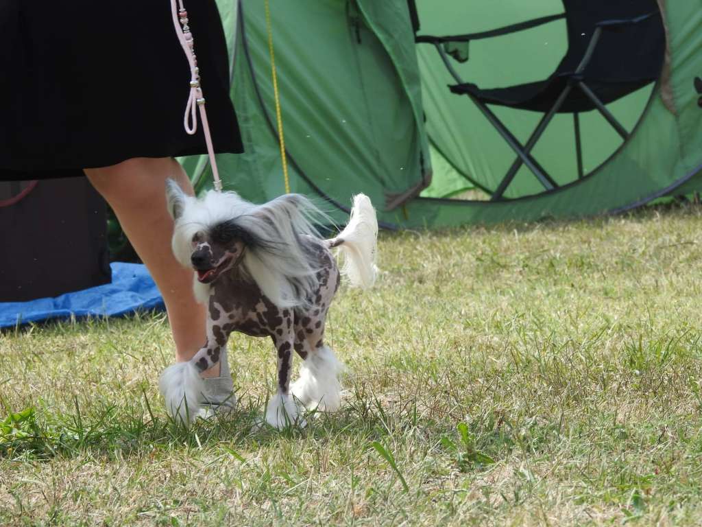 Fundoklia-völgyi Kaszanics Chayenne