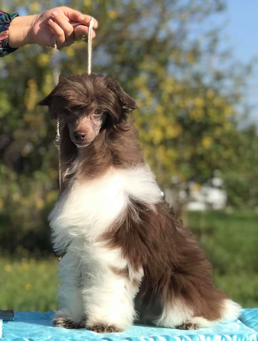 Stars at Sea Ultravox