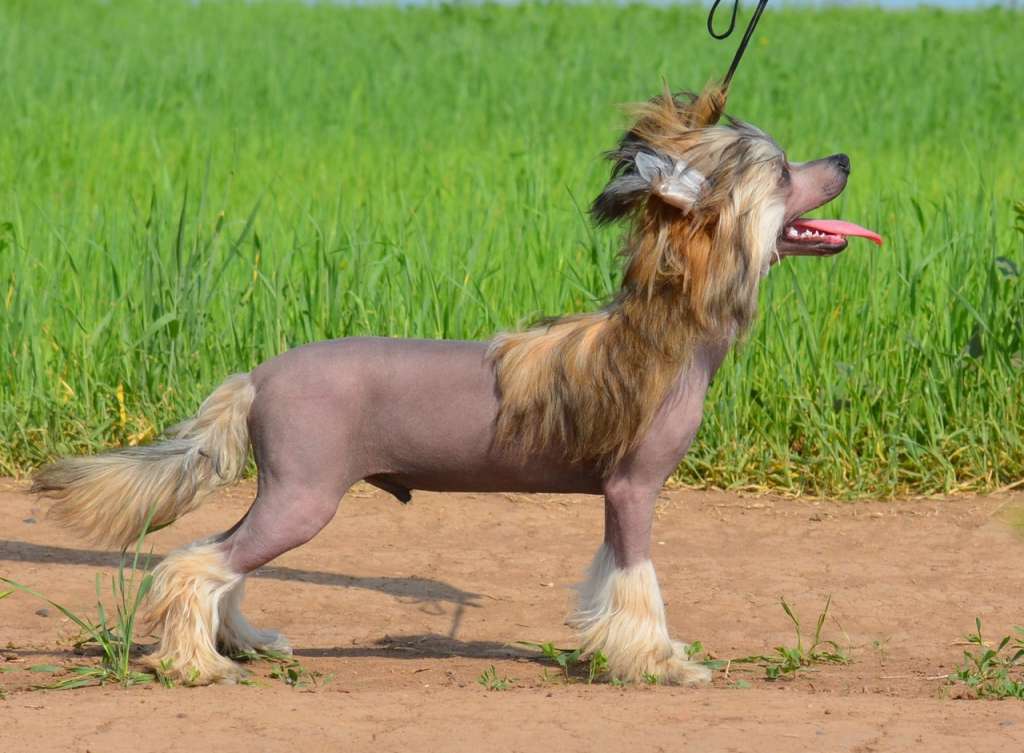 Ognenny Lotos Imbir'