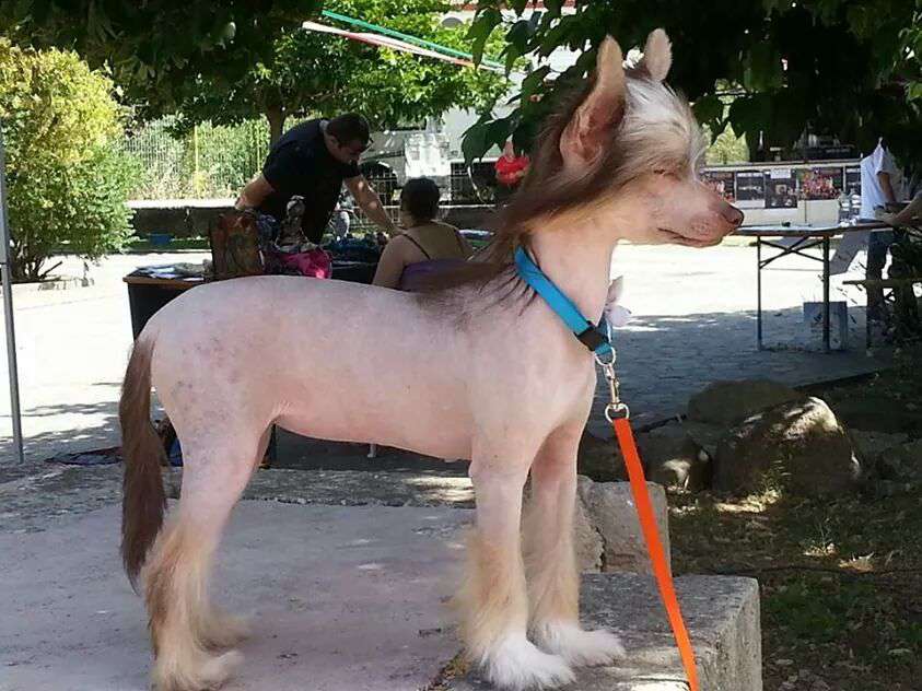 Kihosomu Galaxy Magical Chocolate