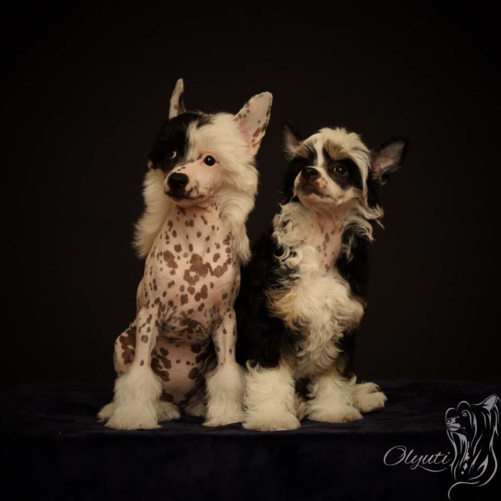 Olyuti's Ariel Gift Of The Stars