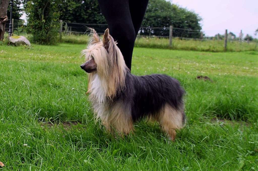 Be My Dog's Little Big Boss