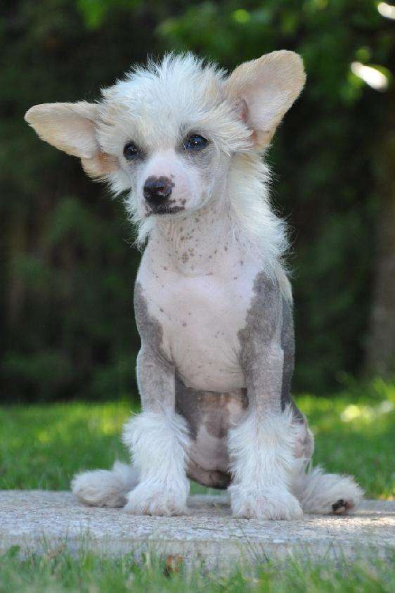 Charlotte Modry kvet