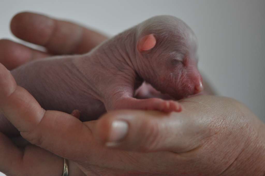 Uesli Du Pré des Trolls