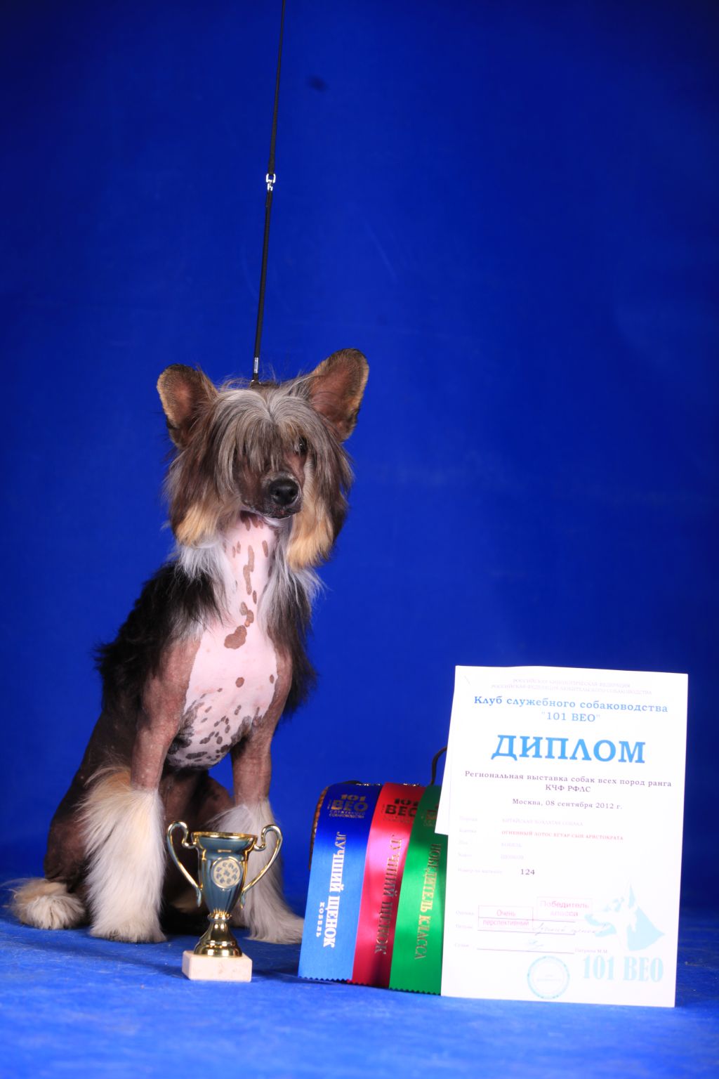 Ognenny Lotos  Eguar  Syn Aristokrata