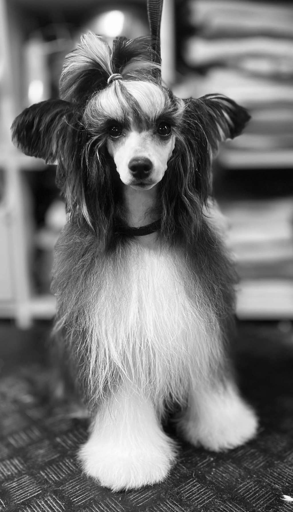 Happy Dancing Patty Qoot