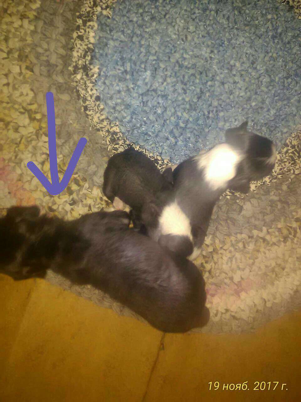 Zhemchug Favorite Boy