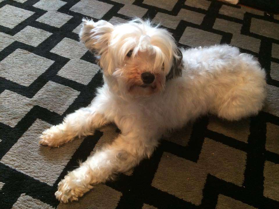 Cloisone Quisical Star