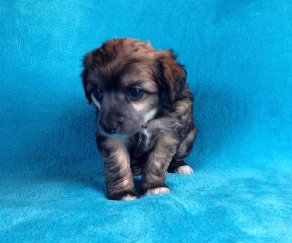 Aiden Miron from Dynasty of Han