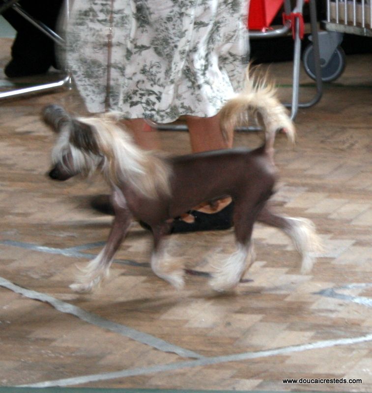 Doucai's  Cariad Sunni Seren