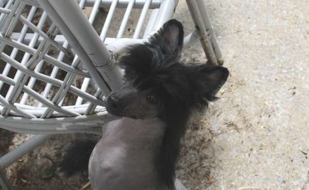 Oudini Top Model De Rama