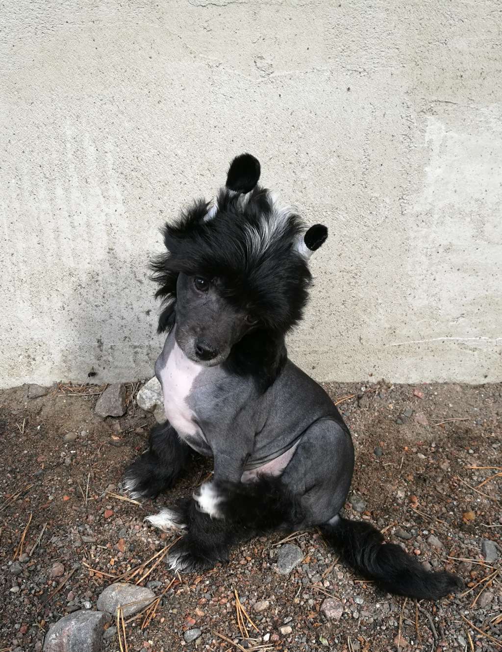 Zinnystars Crazy Cupcake