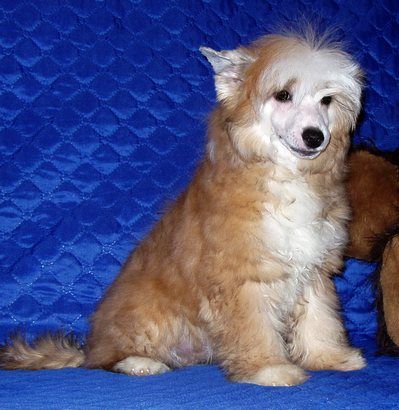 Perl Magic Moskow Beat