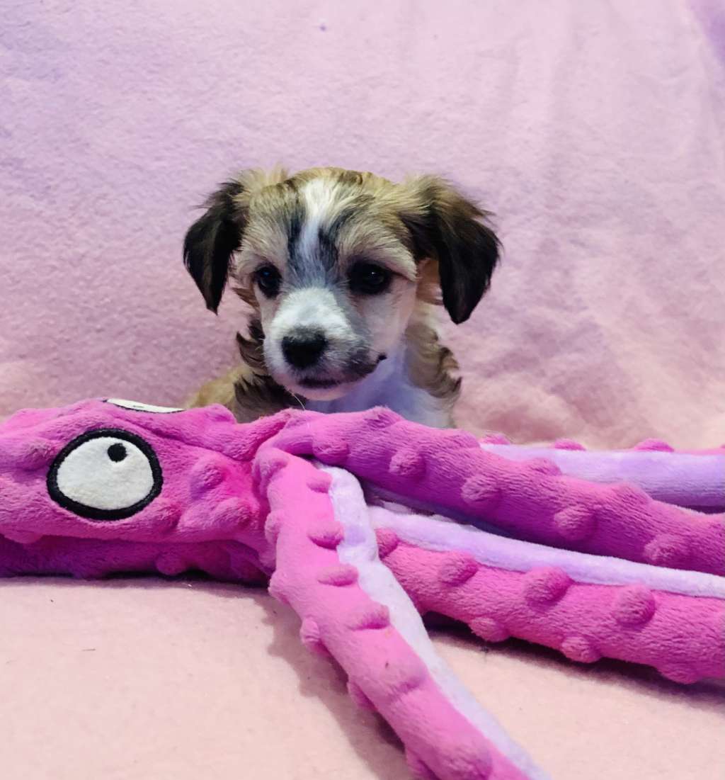 Proud Pony Bed of Roses