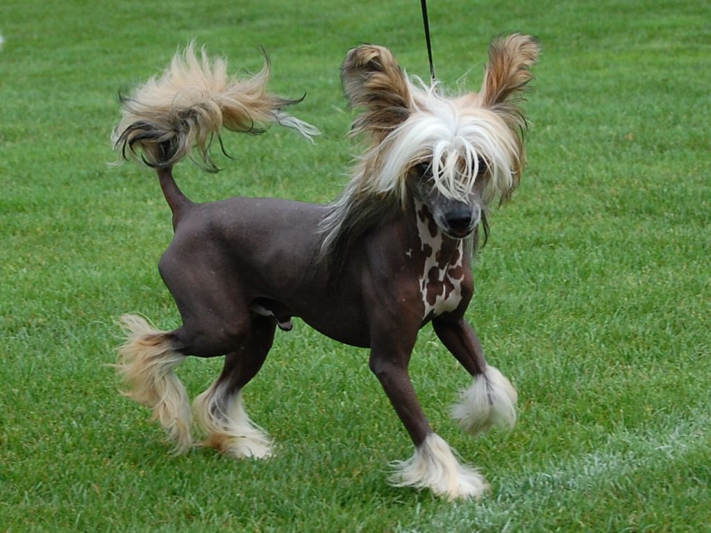 Sea Fire's Quantso San