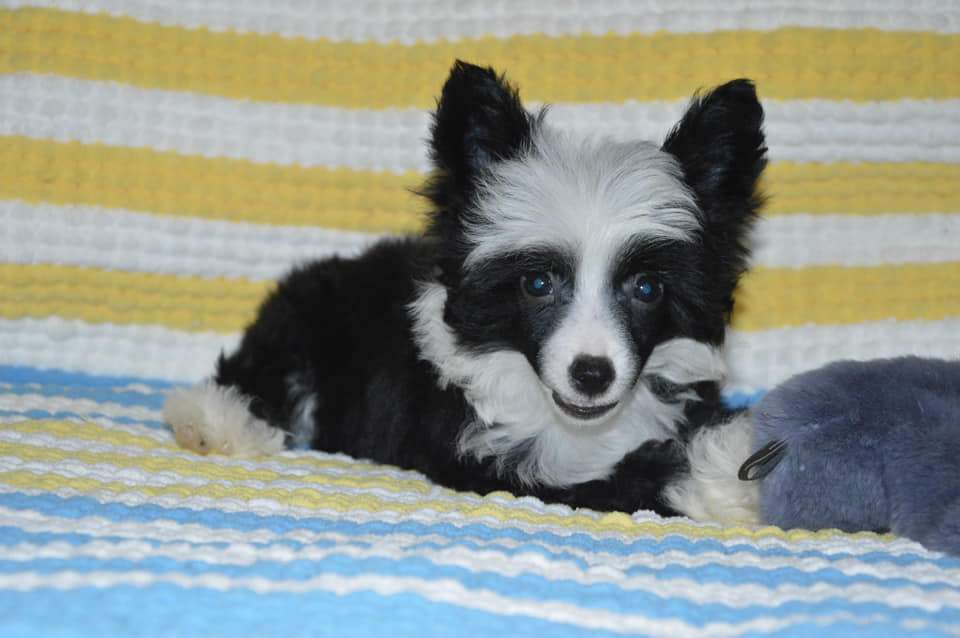 Baikal Dream Influence Izaro