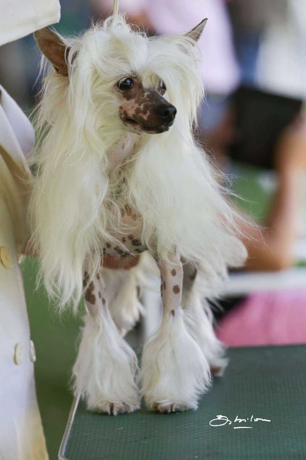 Etno Spirit Bellissimo