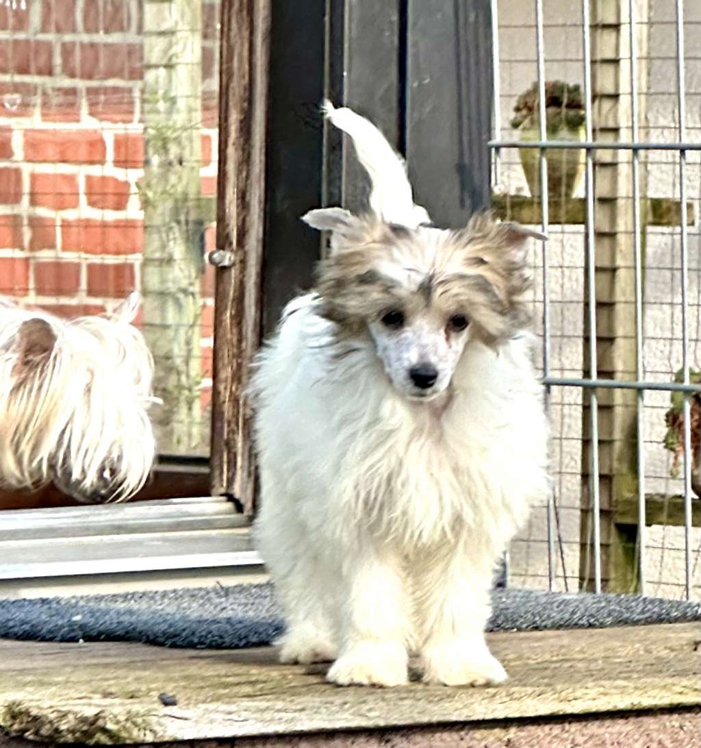 Snow Princess von Shinbashi