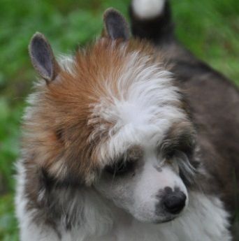 Indian Summer Little Champs