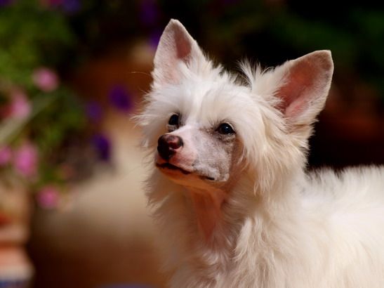 Royal Delight von Shinbashi