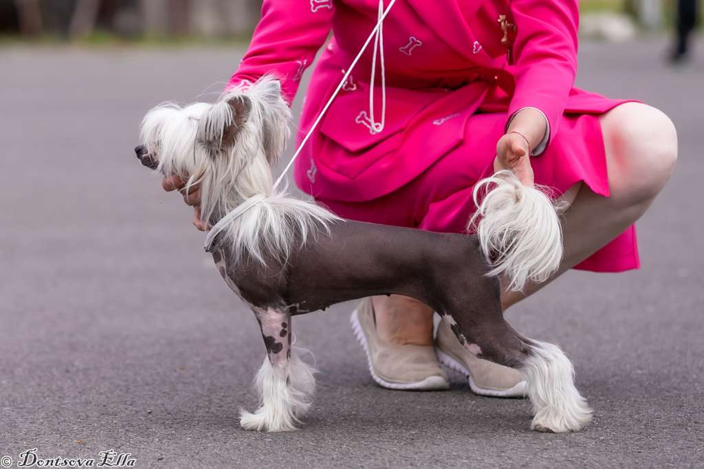 Shining Star Vega iz Sozvezdiya Khana