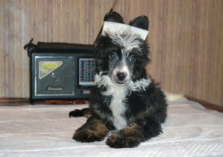 Vellar Pljus Kala Letty