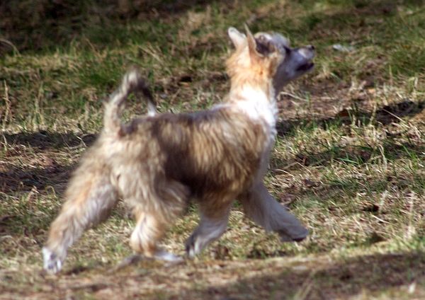 Acierto's Dans la Nuit
