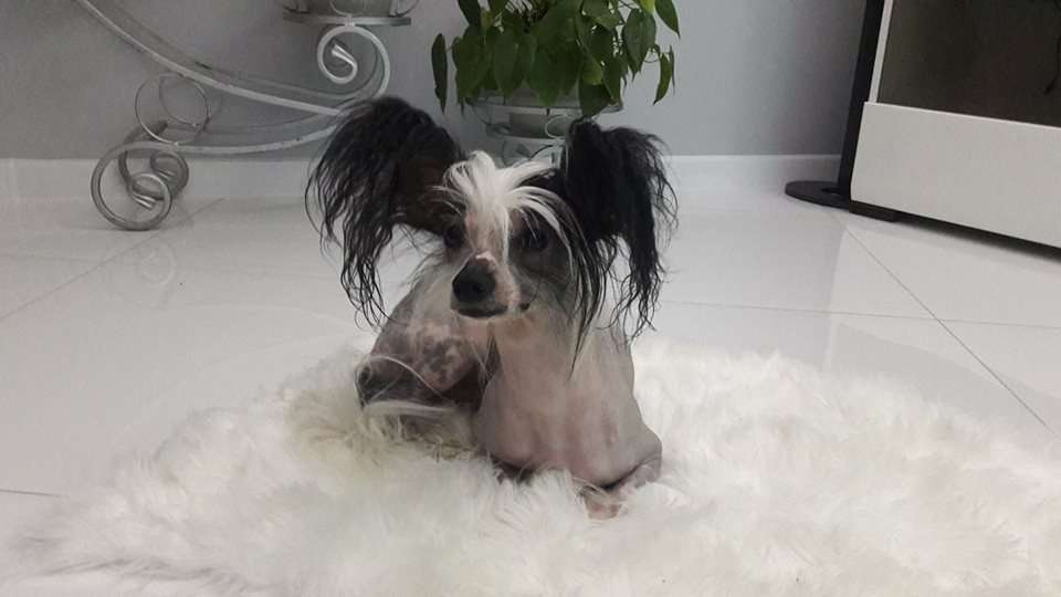 Kosmo z Gwiazd Kasjopei