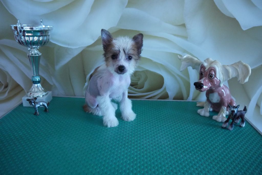 Unreal Krutbl Sinekka Pea