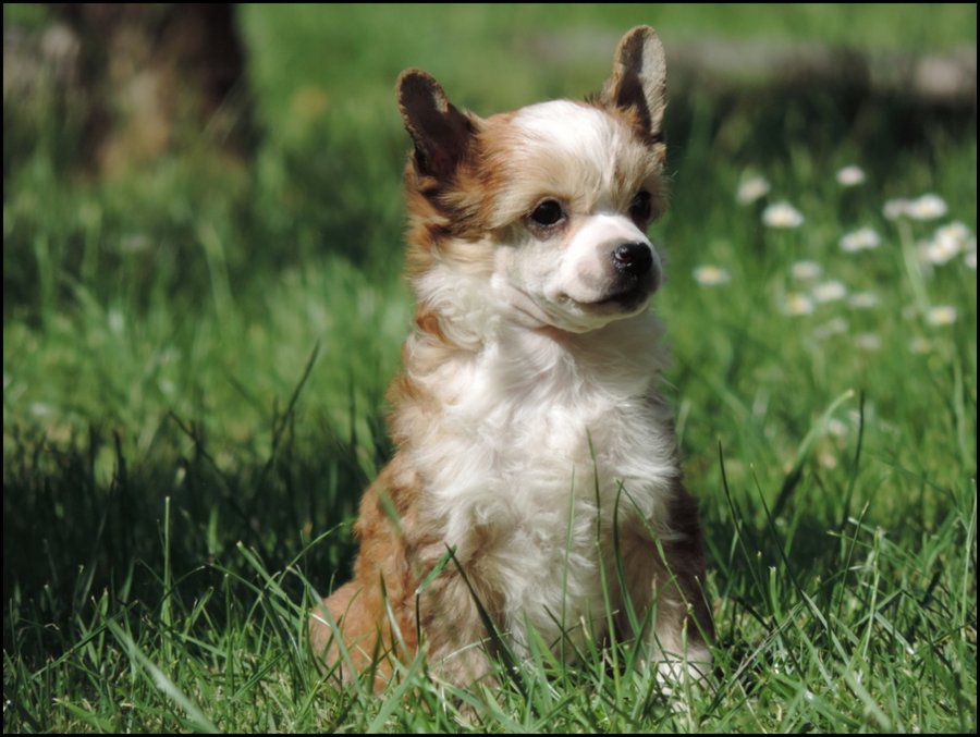 Jemsy Cookie Gee du Coeur des Ténèbres