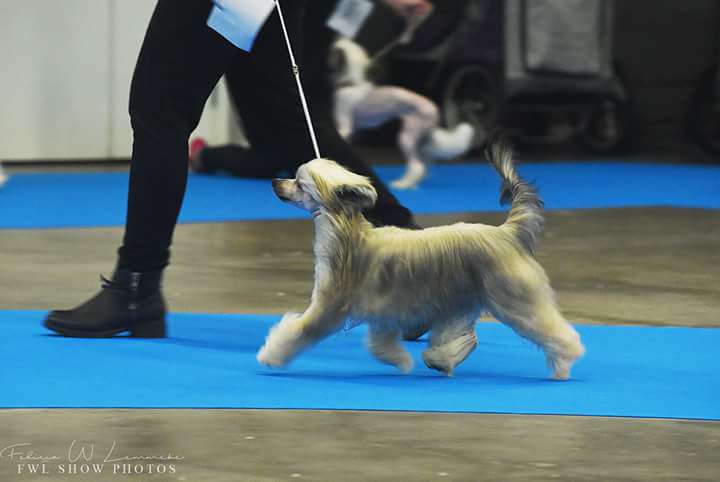 Drömtorpet's Tejas de la Beanie