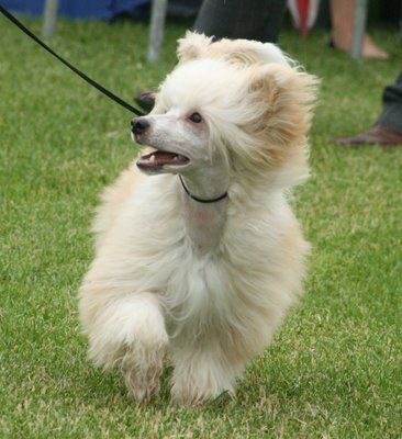 Candy Queen's I'm In Love