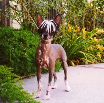 Jewels Orbit Of Sputnik